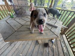 Lost Female Dog last seen Lower kings bridge rd /farmdale way , Whitfield County, GA 30721
