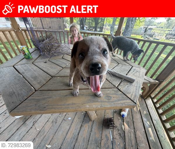 Lost Female Dog last seen Lower kings bridge rd /farmdale way , Whitfield County, GA 30721