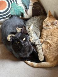 Lost Male Cat last seen Kilbourne Road , Sunbury, OH 43074