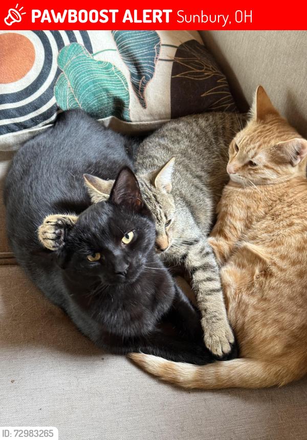 Lost Male Cat last seen Kilbourne Road , Sunbury, OH 43074