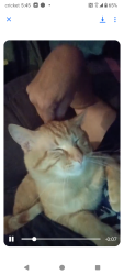 Lost Male Cat last seen Near 7th street, Rockford, IL 61109