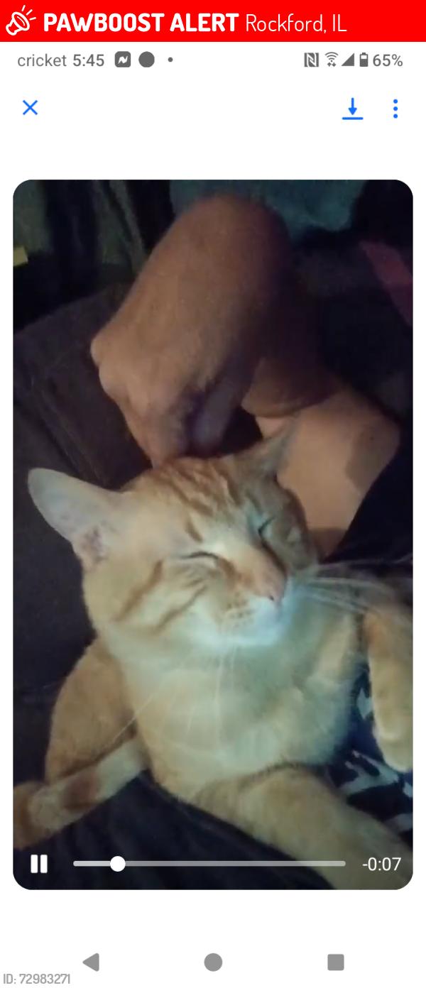 Lost Male Cat last seen Near 7th street, Rockford, IL 61109