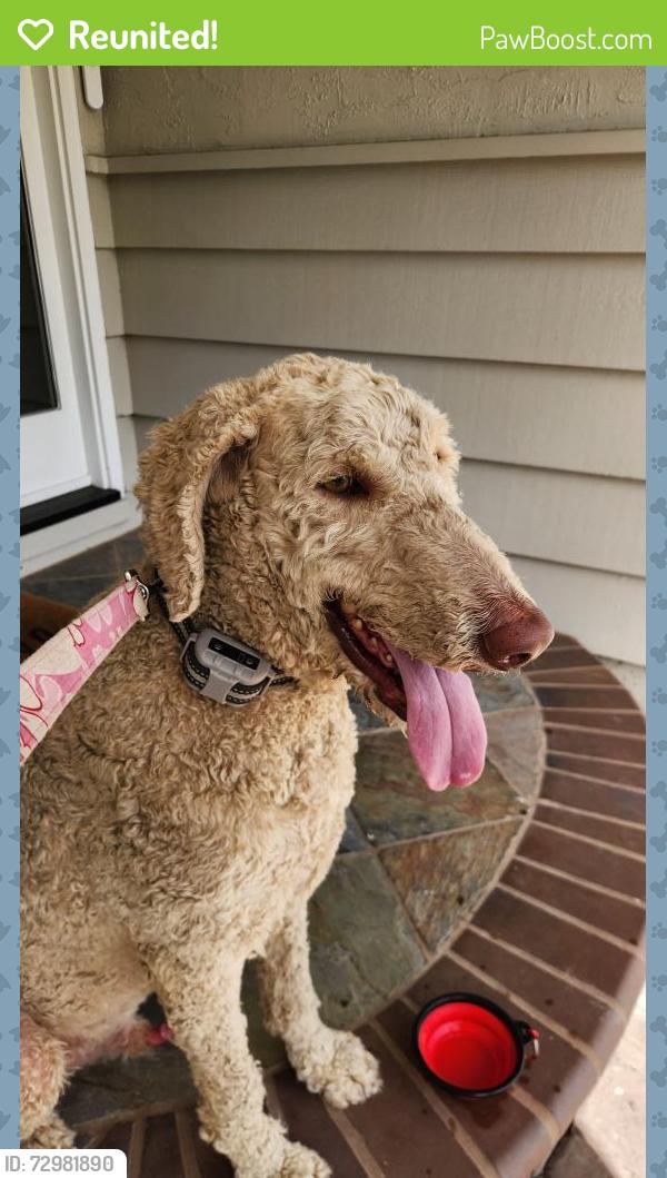 Reunited Male Dog last seen Villa Court and Del Rio, Reliez Valley, CA 94549