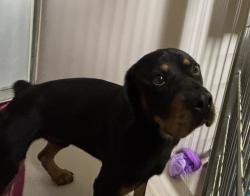 Shelter Stray Male Dog last seen Near Irwin Ave Avenue, BRONX, NY, 10463, 326 E 110th St, New York, NY 10029, USA