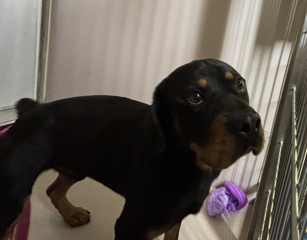 Shelter Stray Male Dog last seen Near Irwin Ave Avenue, BRONX, NY, 10463, 326 E 110th St, New York, NY 10029, USA