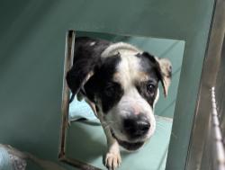 Shelter Stray Male Dog last seen Near 118th Street, RICHMOND HILL, NY, 11418, 326 E 110th St, New York, NY 10029, USA