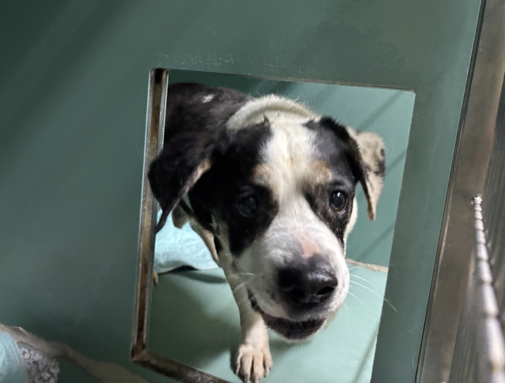 Shelter Stray Male Dog last seen Near 118th Street, RICHMOND HILL, NY, 11418, 326 E 110th St, New York, NY 10029, USA