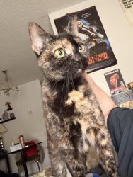Lost Female Cat last seen Stahl Road. Casitas in Avasa at 1604, San Antonio, TX 78247