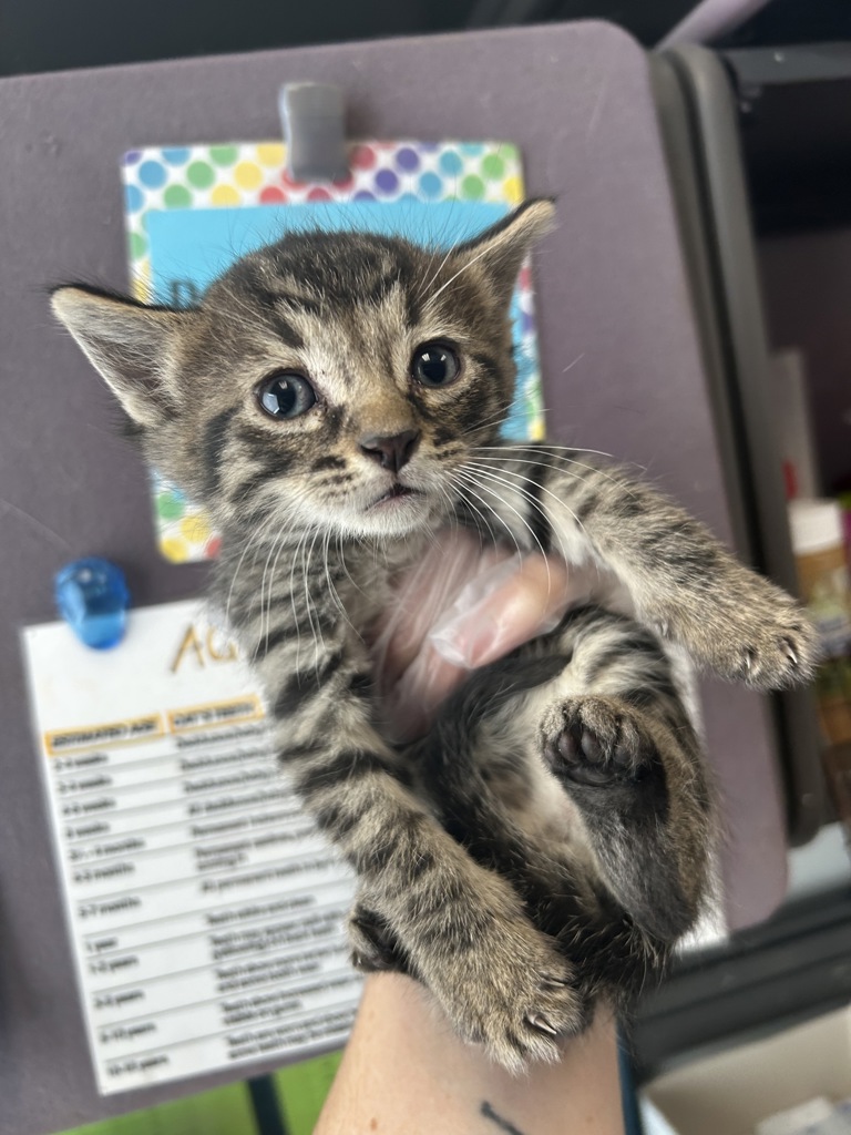 Shelter Stray Male Cat last seen Near S 700 W, SALT LAKE CITY, UT, 84116, 511 W 3900 S, Salt Lake City, UT 84123, USA