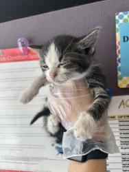Shelter Stray Female Cat last seen Near S 700 W, SALT LAKE CITY, UT, 84116, 511 W 3900 S, Salt Lake City, UT 84123, USA