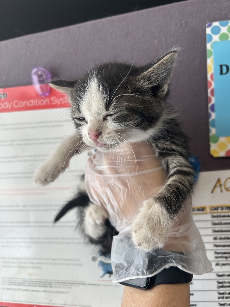 Shelter Stray Female Cat last seen Near S 700 W, SALT LAKE CITY, UT, 84116, 511 W 3900 S, Salt Lake City, UT 84123, USA