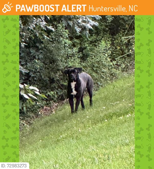 Found/Stray Unknown Dog last seen Cheverly Dr, Huntersville, NC 28078
