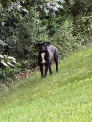 Found/Stray Unknown Dog last seen Cheverly Dr, Huntersville, NC 28078