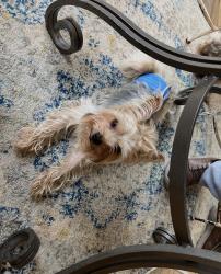 Lost Male Dog last seen Roach middle school, McKinney, TX 75072