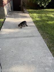 Found/Stray Unknown Cat last seen Cross island parkway , Queens, NY 11357