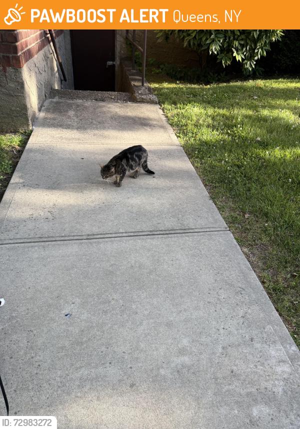 Found/Stray Unknown Cat last seen Cross island parkway , Queens, NY 11357