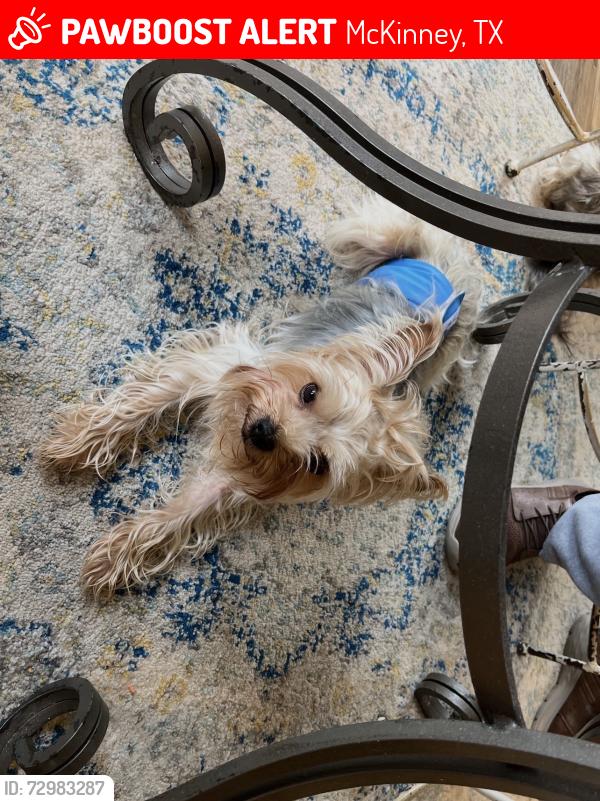 Lost Male Dog last seen Roach middle school, McKinney, TX 75072