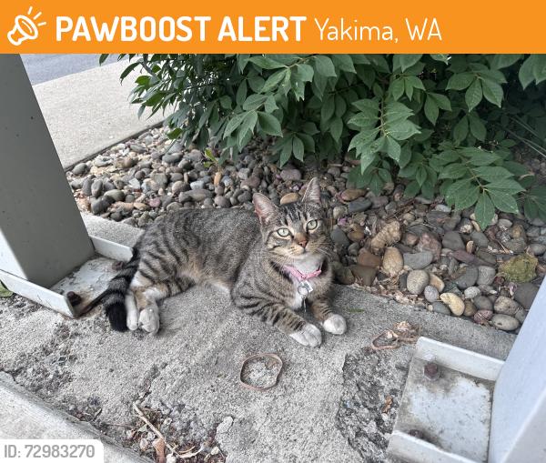 Found/Stray Unknown Cat last seen Nob hill and S 20th ave, Yakima, WA 98902