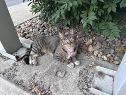 Found/Stray Unknown Cat last seen Nob hill and S 20th ave, Yakima, WA 98902