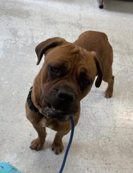 Shelter Stray Female Dog last seen Near S Riverside Drive, SALT LAKE CITY, UT, 84104, 511 W 3900 S, Salt Lake City, UT 84123, USA