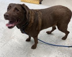 Shelter Stray Female Dog last seen Apt 306,6028 S Silver Fox Drive, Kearns Township, UT, 84118, 511 W 3900 S, Salt Lake City, UT 84123, USA