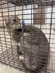 Shelter Stray Female Cat last seen Near Brockton Drive, CARENCRO, LA, 70520, 410 Dugas Rd, Lafayette, LA 70507, USA