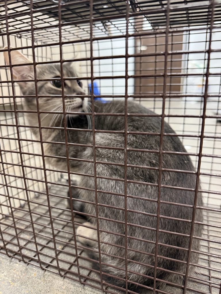 Shelter Stray Female Cat last seen Near Brockton Drive, CARENCRO, LA, 70520, 410 Dugas Rd, Lafayette, LA 70507, USA