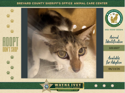 Shelter Stray Female Cat last seen Near Cypress Lane, COCOA, FL, 32922, Melbourne, FL 32934