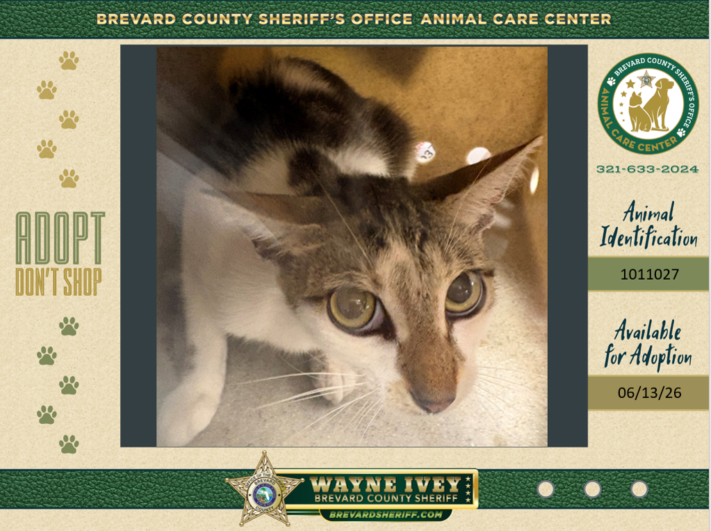 Shelter Stray Female Cat last seen Near Cypress Lane, COCOA, FL, 32922, Melbourne, FL 32934