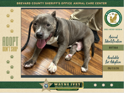Shelter Stray Male Dog last seen Bridgewater Drive, MELBOURNE, FL, 32934, Melbourne, FL 32934