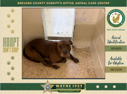 Shelter Stray Male Dog last seen Jupiter Boulevard SW, PALM BAY, FL, 32908, 5100 W Eau Gallie Blvd, Melbourne, FL 32934, USA