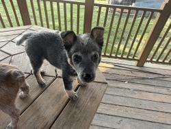 Lost Male Dog last seen Lower kings bridge rd / farmdale way , Whitfield County, GA 30721