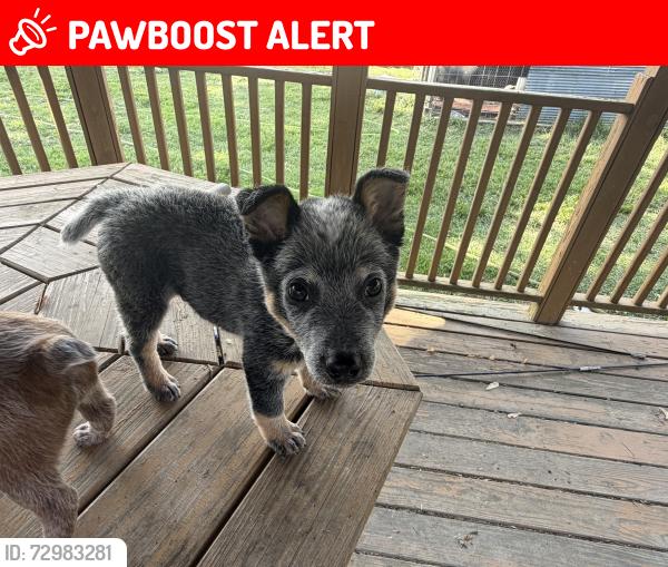 Lost Male Dog last seen Lower kings bridge rd / farmdale way , Whitfield County, GA 30721