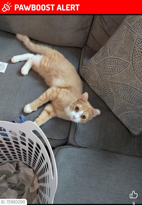 Lost Male Cat last seen By Bellaire Elementary , Offutt Air Force Base, NE 68113