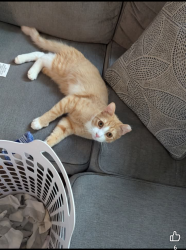 Lost Male Cat last seen By Bellaire Elementary , Offutt Air Force Base, NE 68113