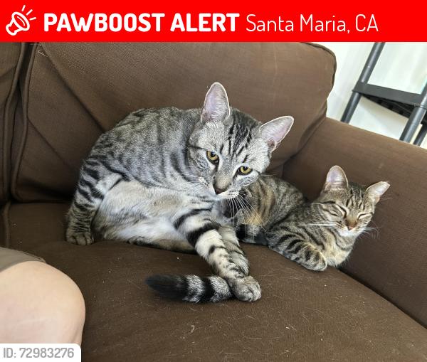 Lost Male Cat last seen Del Cielo Mobile Home Park, Santa Maria, CA 93455