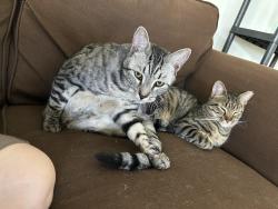 Lost Male Cat last seen Del Cielo Mobile Home Park, Santa Maria, CA 93455