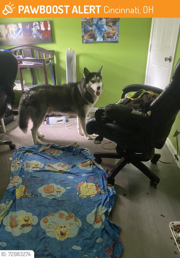 Found/Stray Male Dog last seen Hunt hse. Blue ash Ohio at hunt road and Victor avenue , Cincinnati, OH 45242