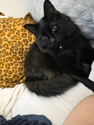 Reunited Female Cat last seen South hill , Puyallup, WA 98373