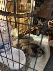 Lost Female Ferret last seen Near South 4000 west, Kearns, UT 84118