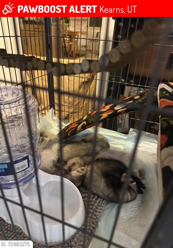 Lost Female Ferret last seen Near South 4000 west, Kearns, UT 84118