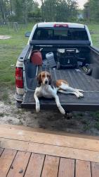 Lost Male Dog last seen Near david trail, Waynesville, GA 31566