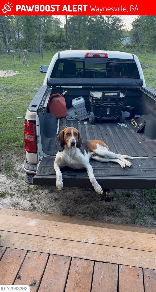 Lost Male Dog last seen Near david trail, Waynesville, GA 31566