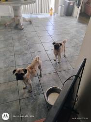 Found/Stray Unknown Dog last seen Luna, Victorville, CA 92392
