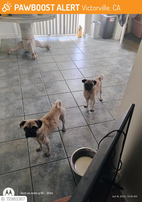Found/Stray Unknown Dog last seen Luna, Victorville, CA 92392