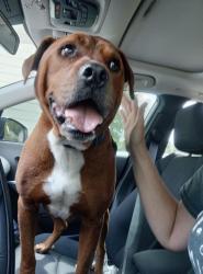 Reunited Male Dog last seen Richland Ave 47711, Evansville, IN 47711