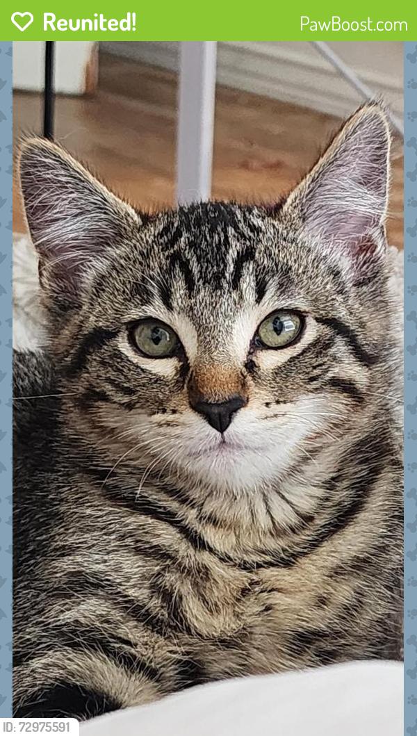 Reunited Male Cat last seen Near W Garden View Drive, Midvale, UT 84047