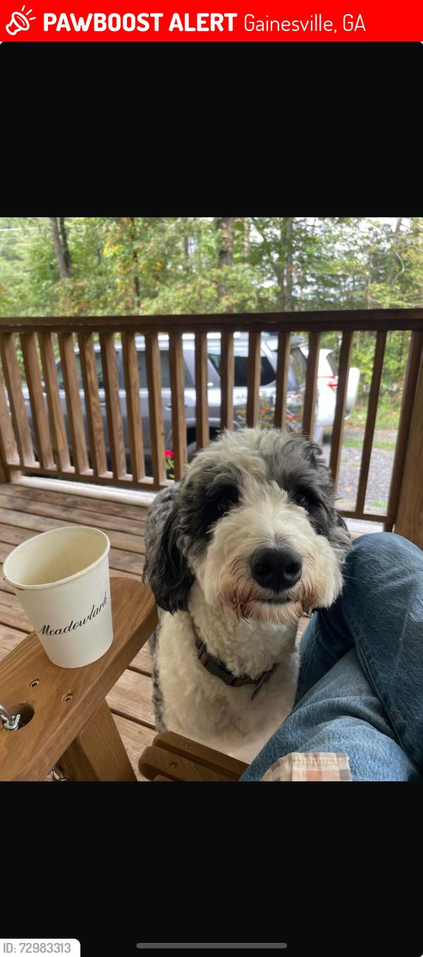 Lost Male Dog last seen Gates of Green Hill, Gainesville, GA 30506