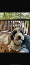 Lost Male Dog last seen Gates of Green Hill, Gainesville, GA 30506