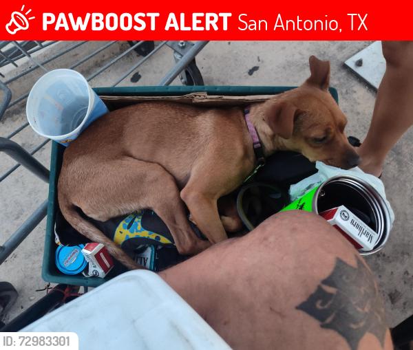 Lost Female Dog last seen San Pedro and Basse Rd , San Antonio, TX 78212